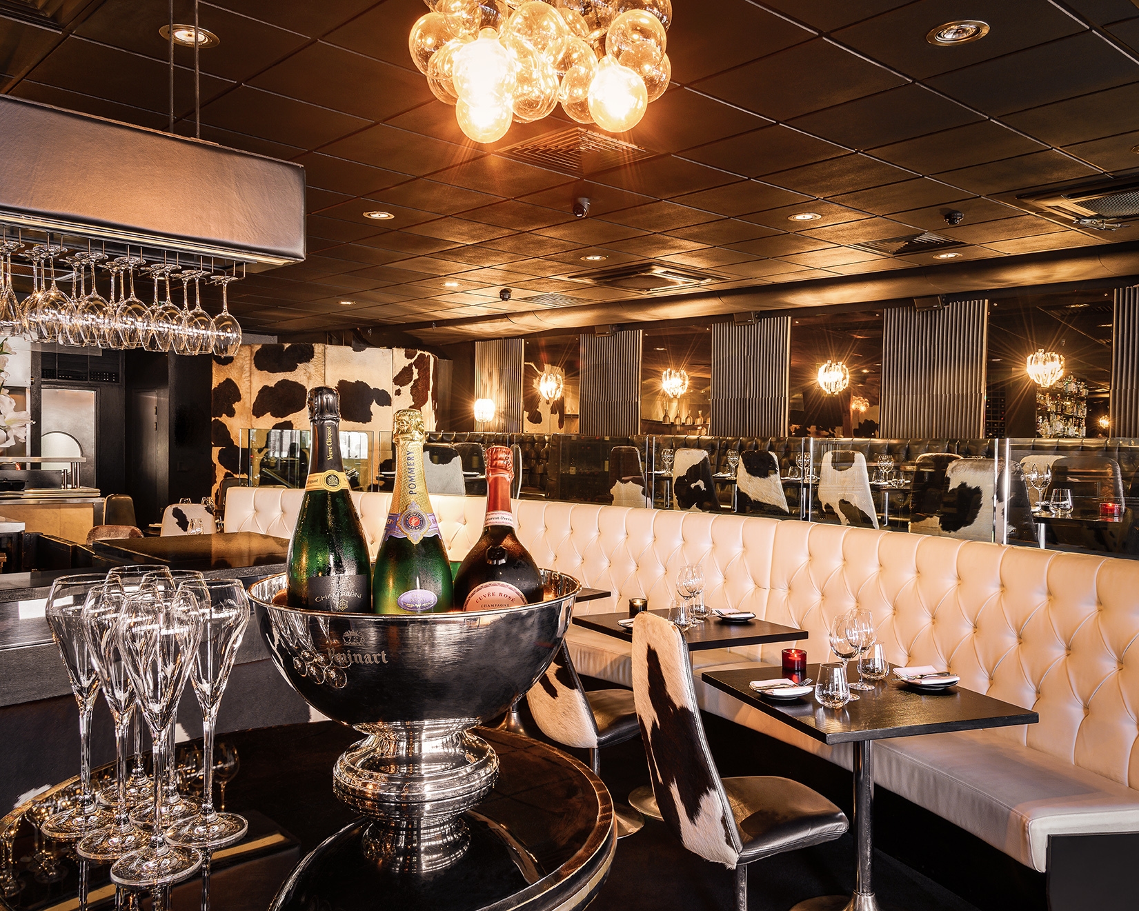 Photo of Gaucho Canary