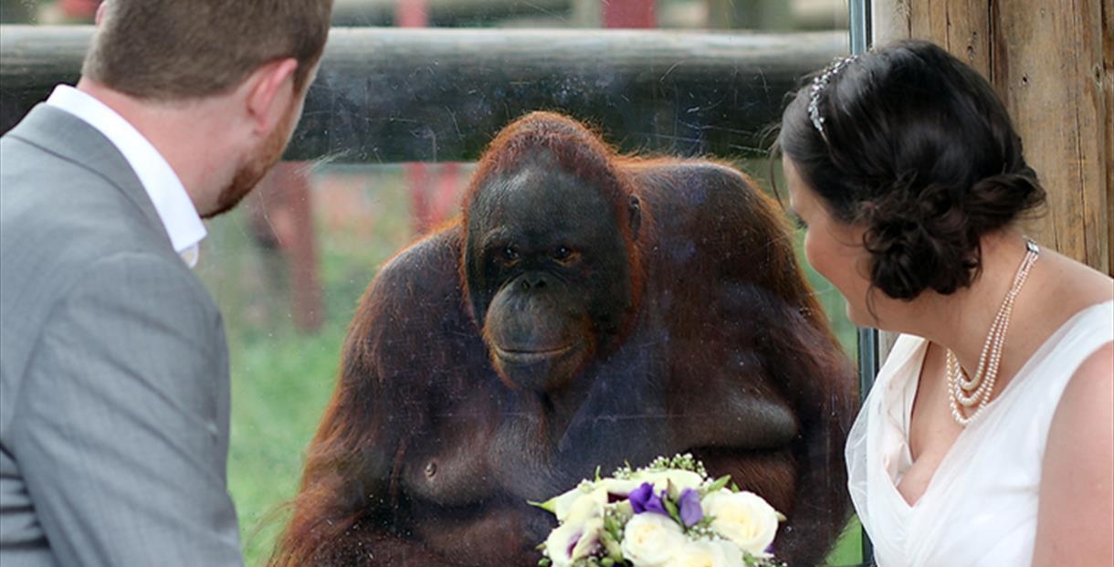 Photo of Monkey World, Weddings At Monkey World