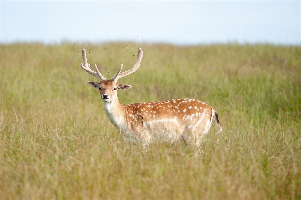 Photo of Deer Park Hall, Exclusive Hire