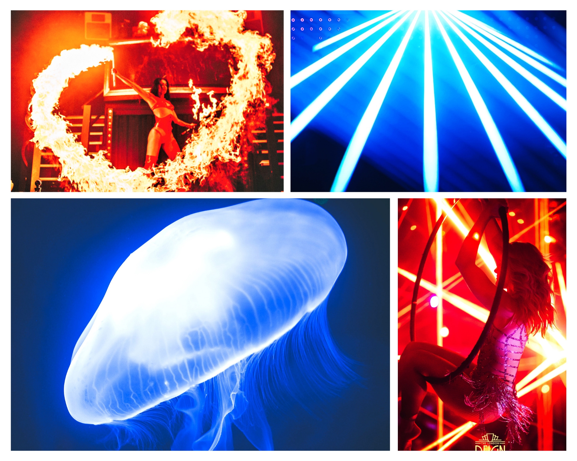 Photo of The London Reign