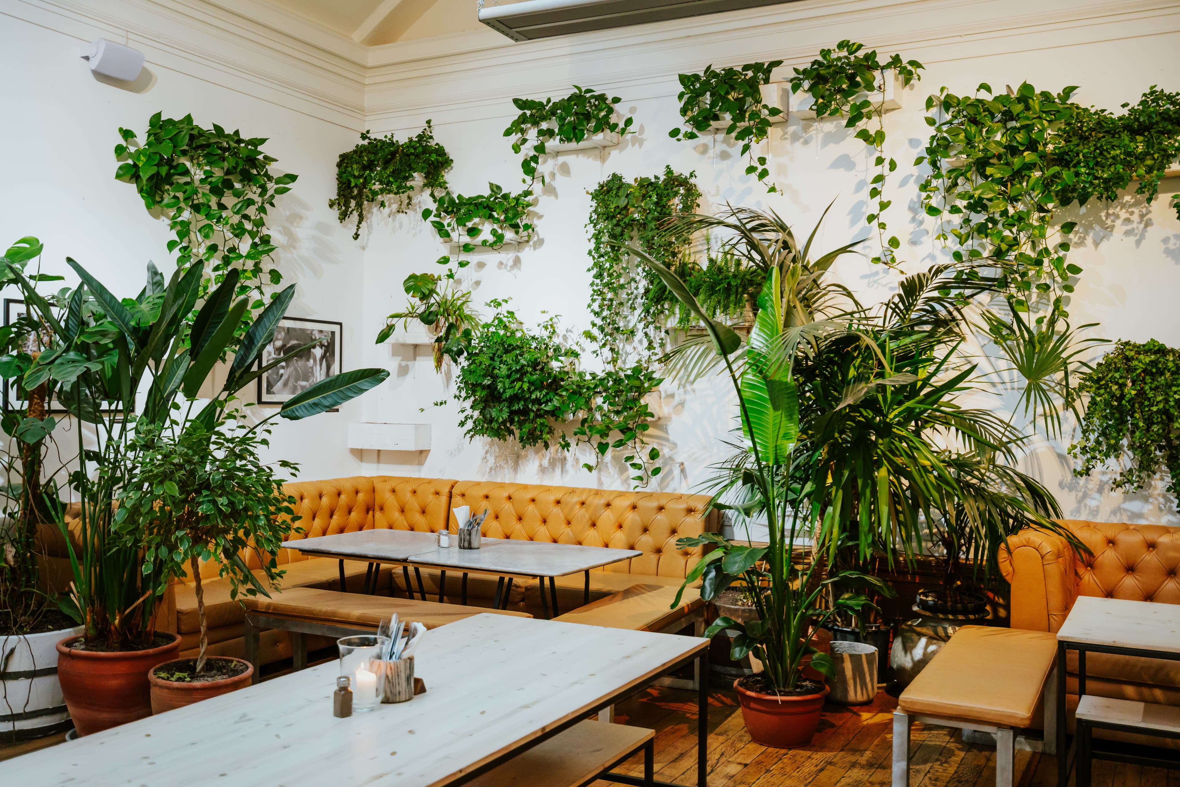 Medicine Restaurant & Gallery photo #2