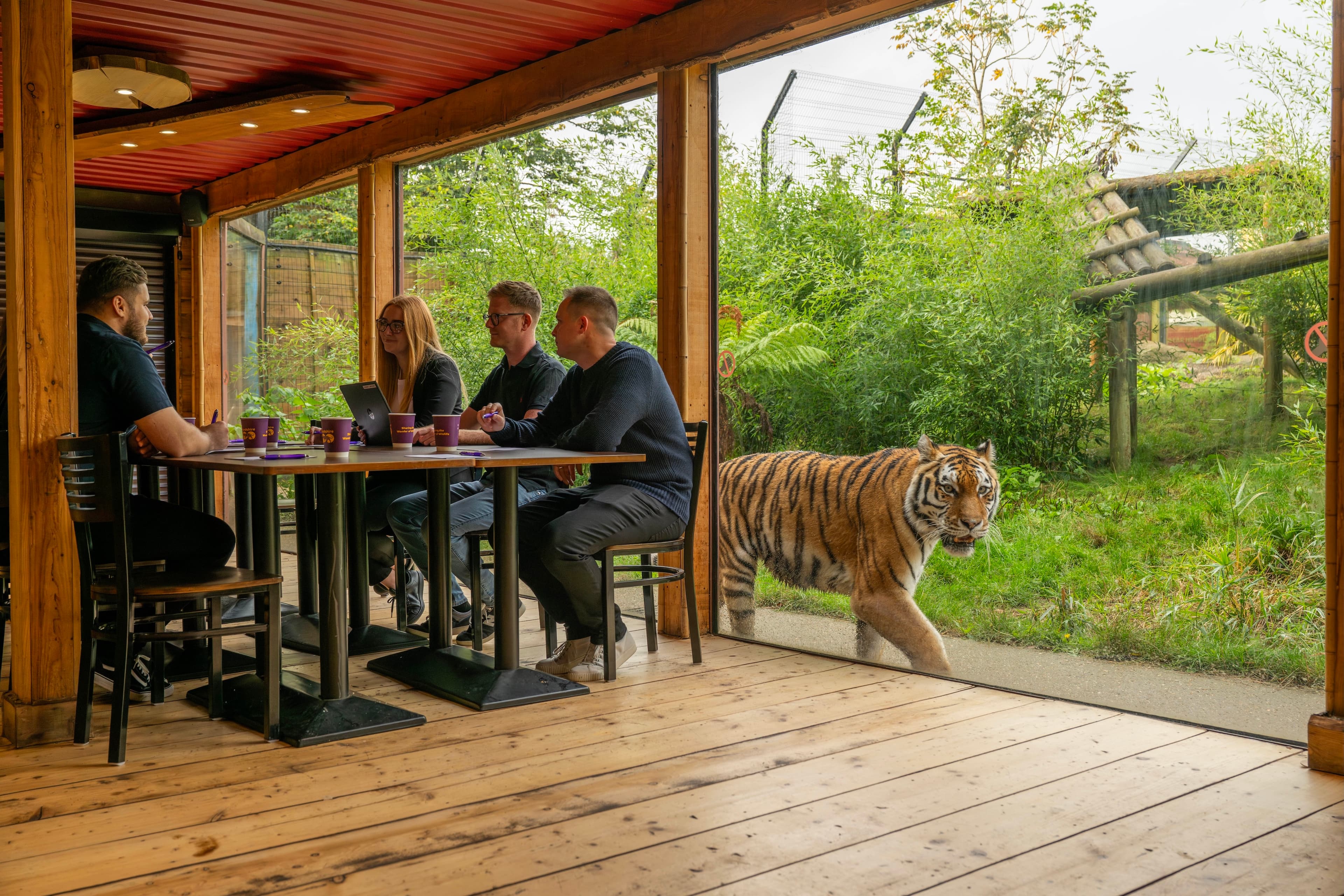 Photo of Hertfordshire Zoo, Tiger Venue