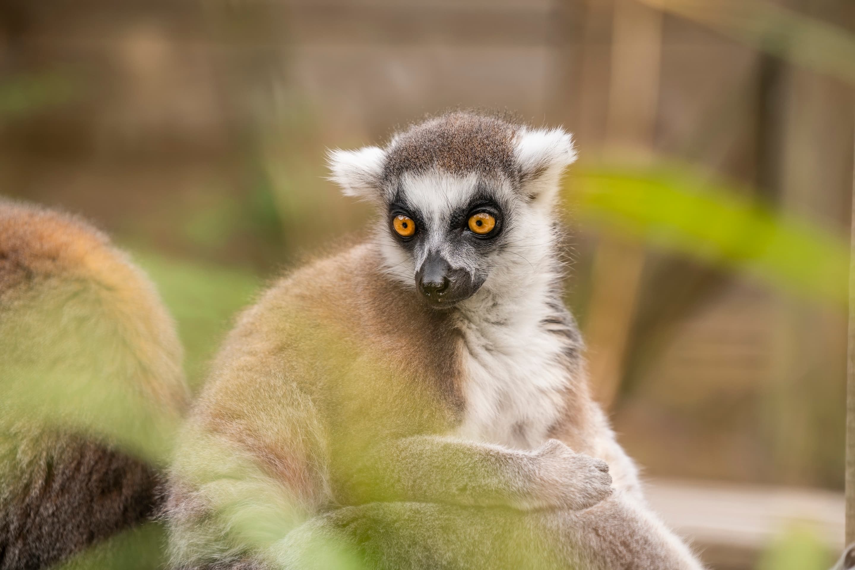 Hertfordshire Zoo, The Mane Venue, undefined photo #19