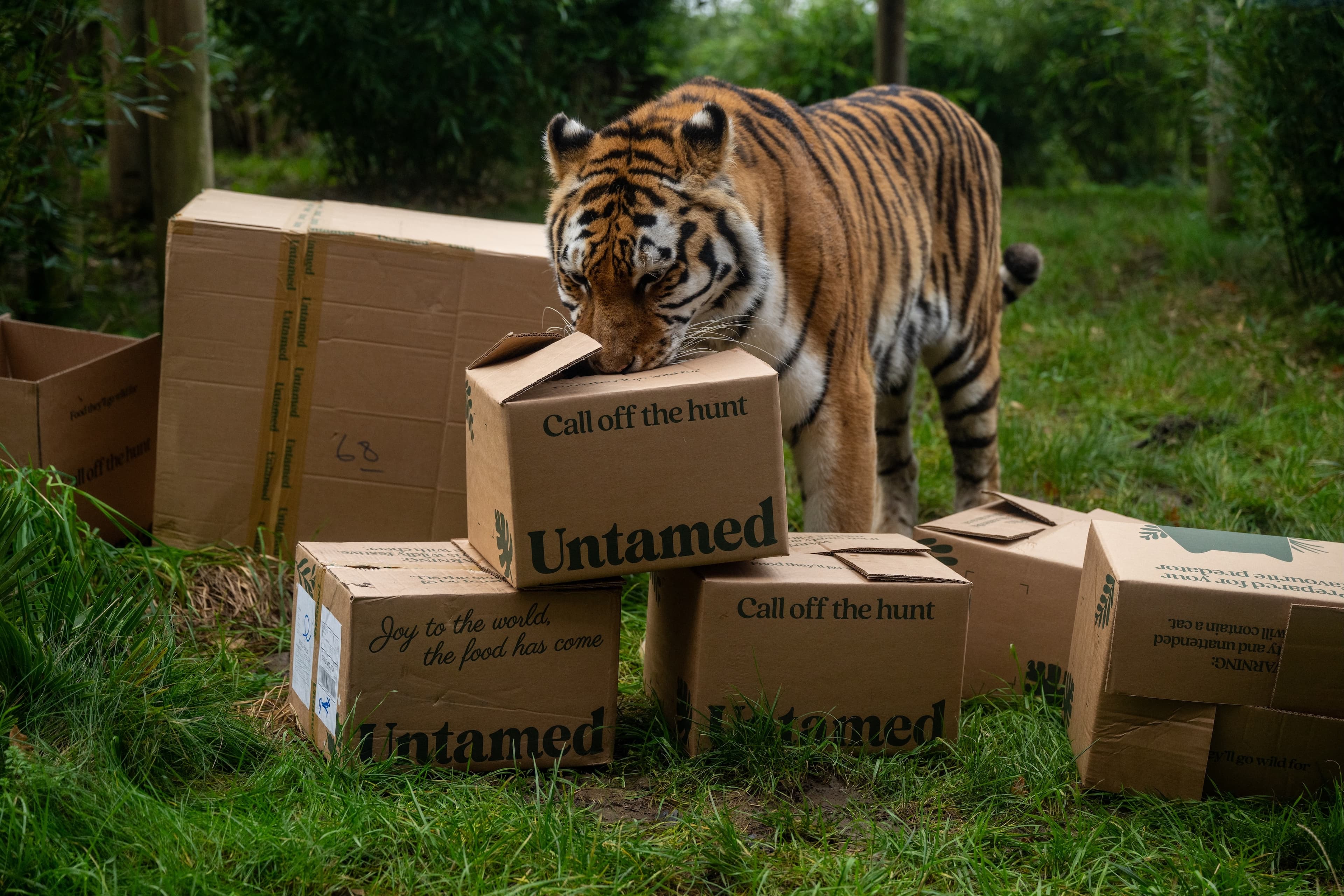 Tiger Venue, Hertfordshire Zoo photo #6