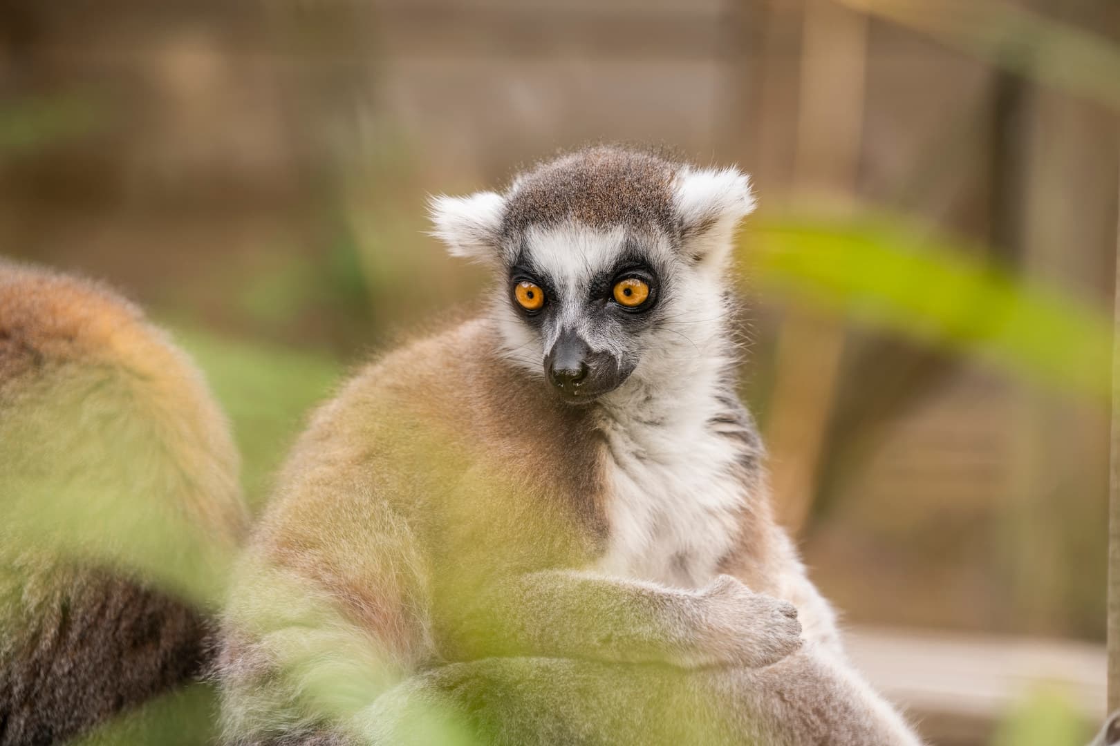 Whole Site, Hertfordshire Zoo photo #13