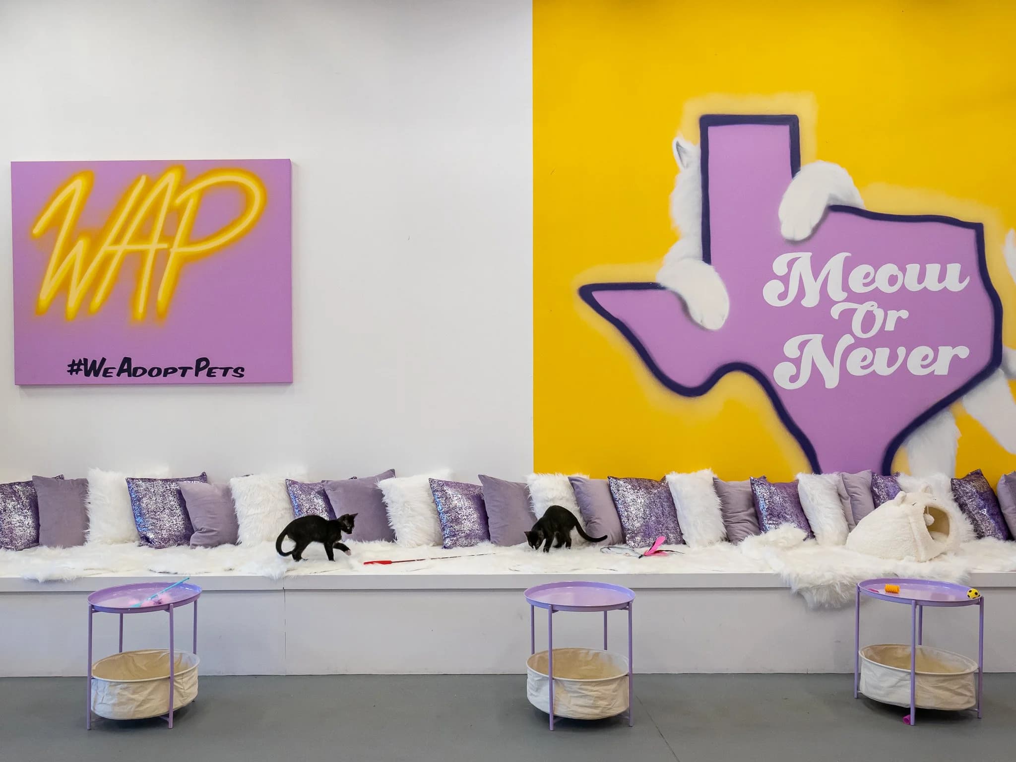Lounge, Purrfecto Cat Lounge photo #2