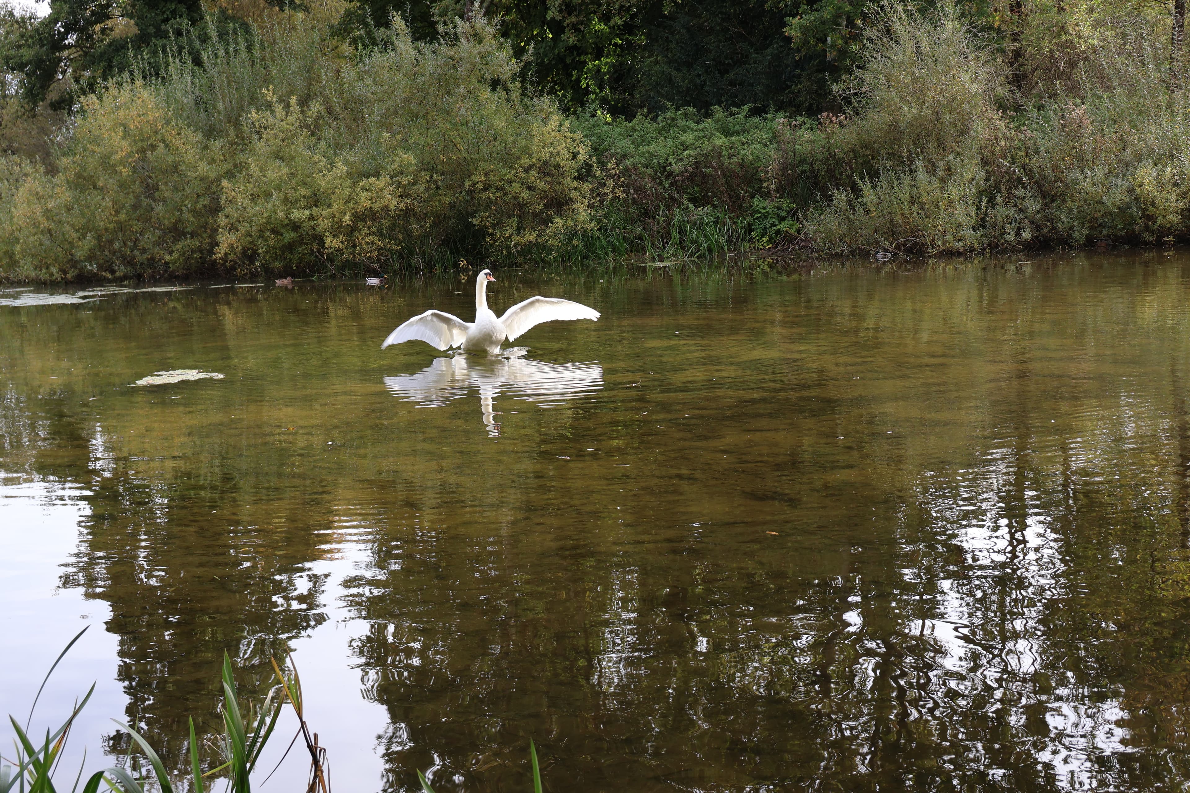 The Lake, Temple And Orchard, Kingston Maurward photo #4