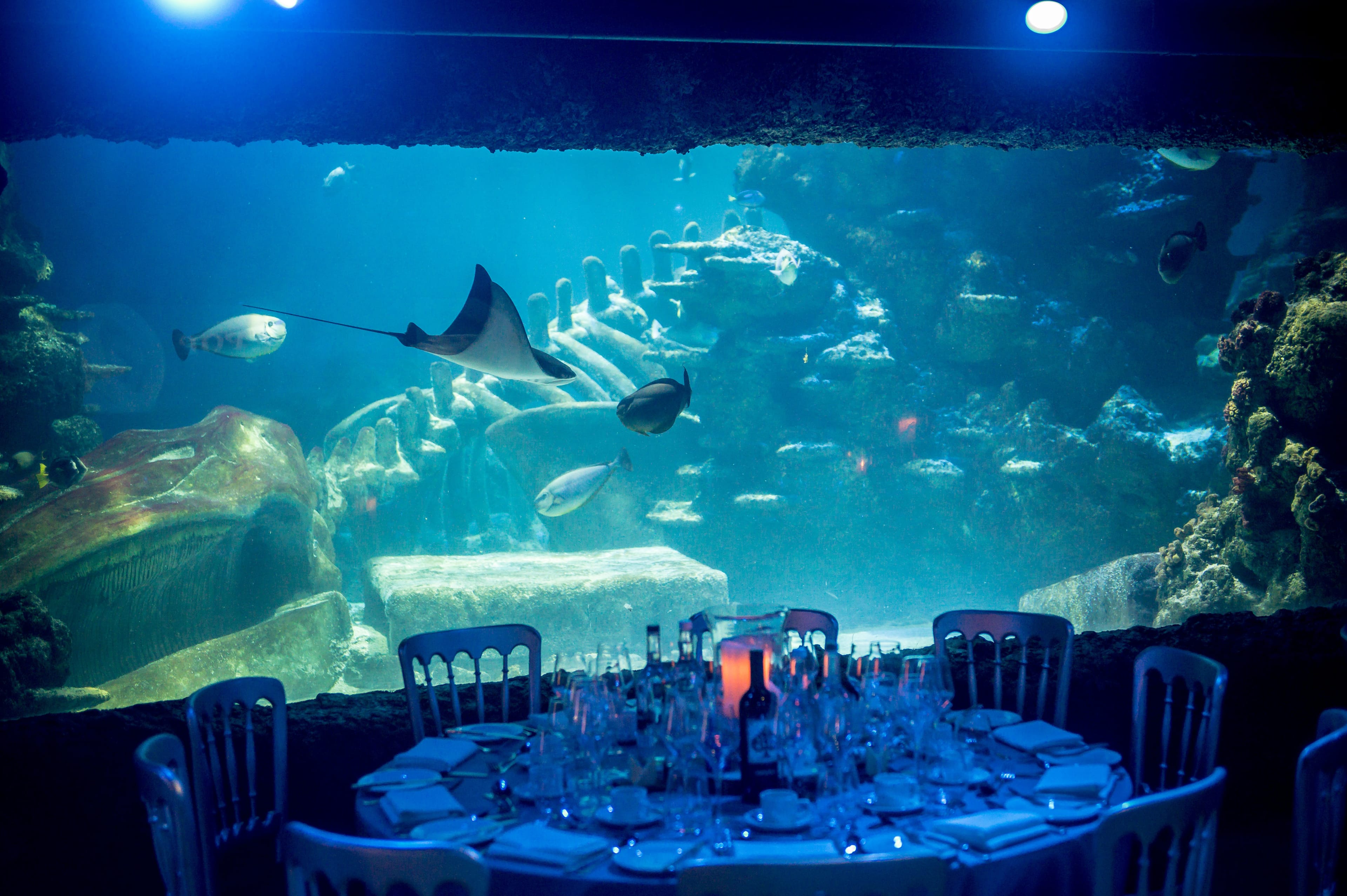 Photo of Sea Life London Aquarium, Whole Venue