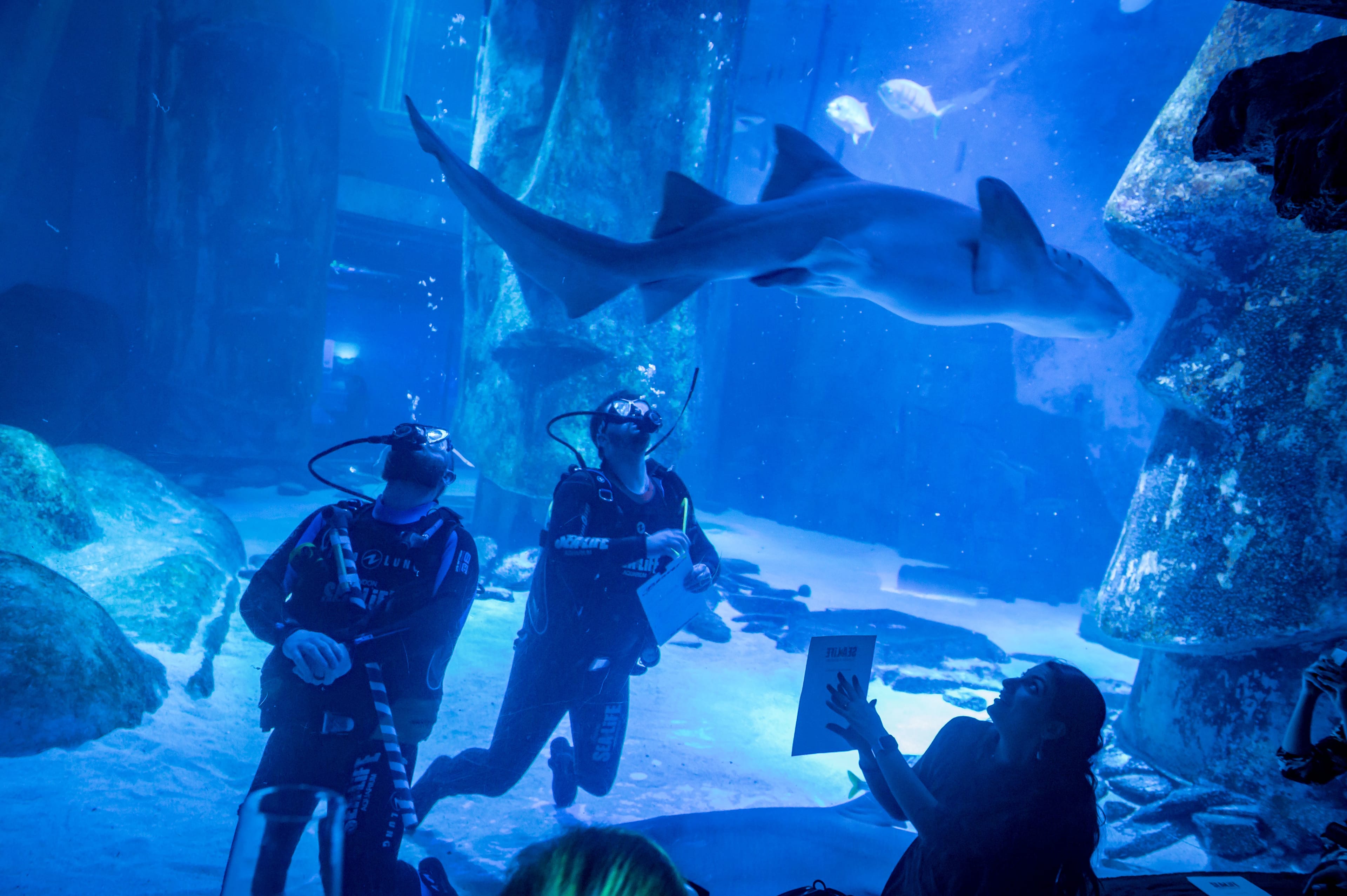 Photo of Sea Life London Aquarium, Whole Venue