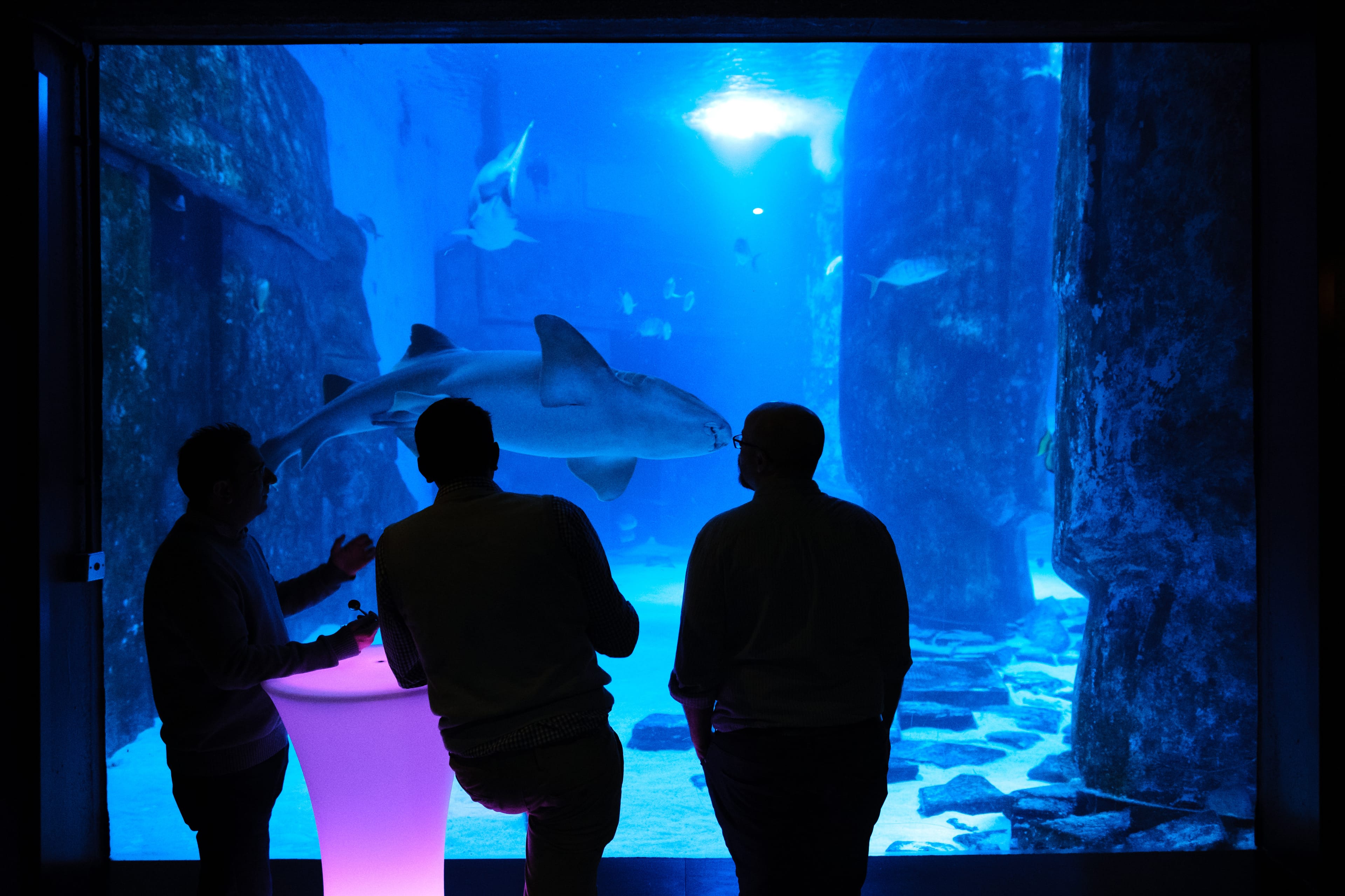 Photo of Sea Life London Aquarium, Whole Venue