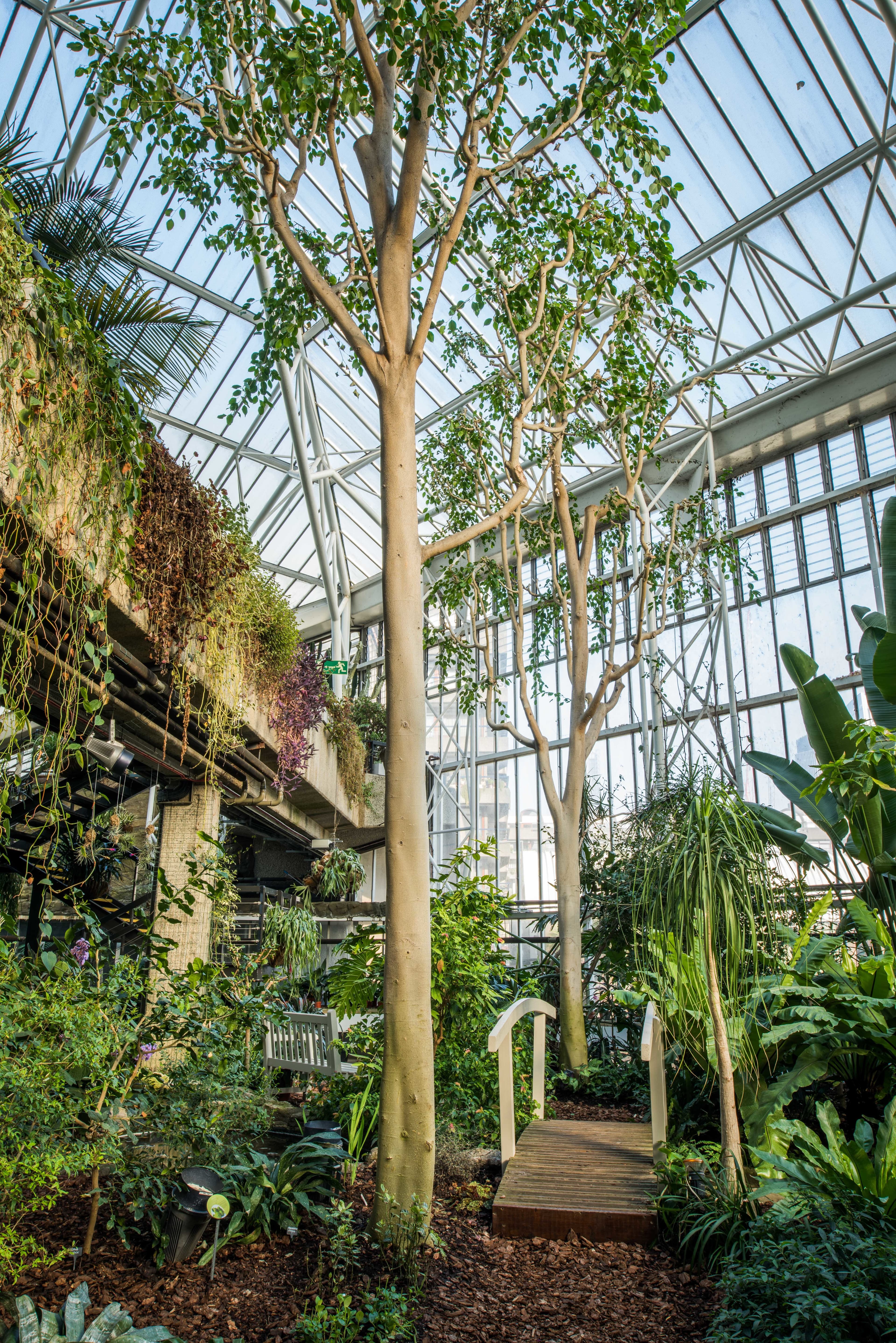 Conservatory, Barbican photo #8