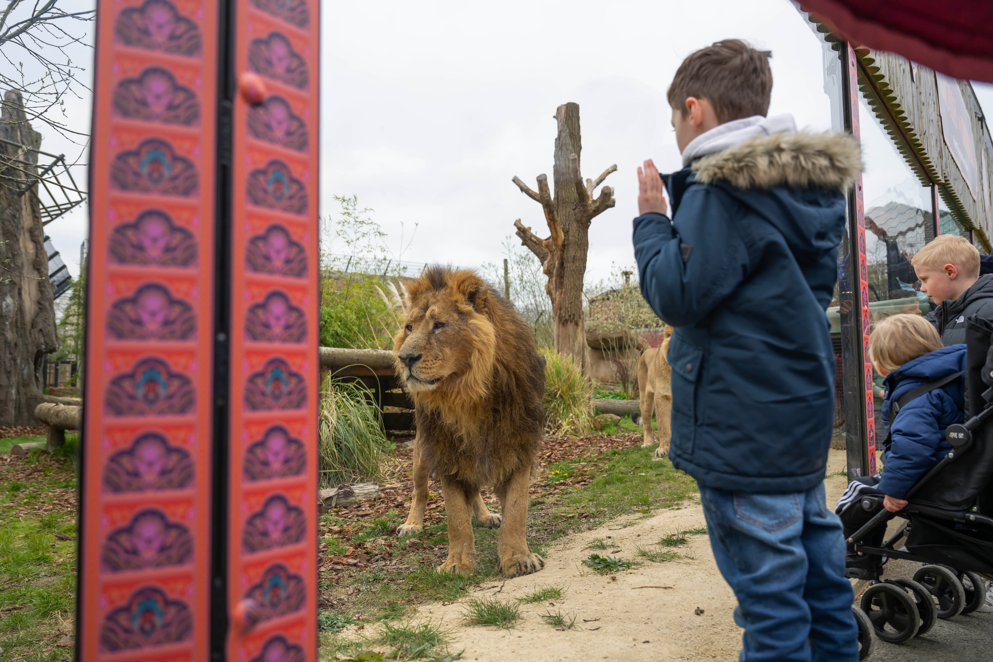 Hertfordshire Zoo, The Mane Venue, undefined photo #9