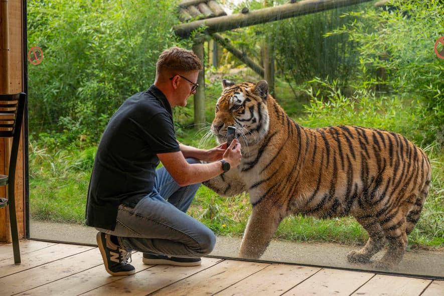 Tiger Venue