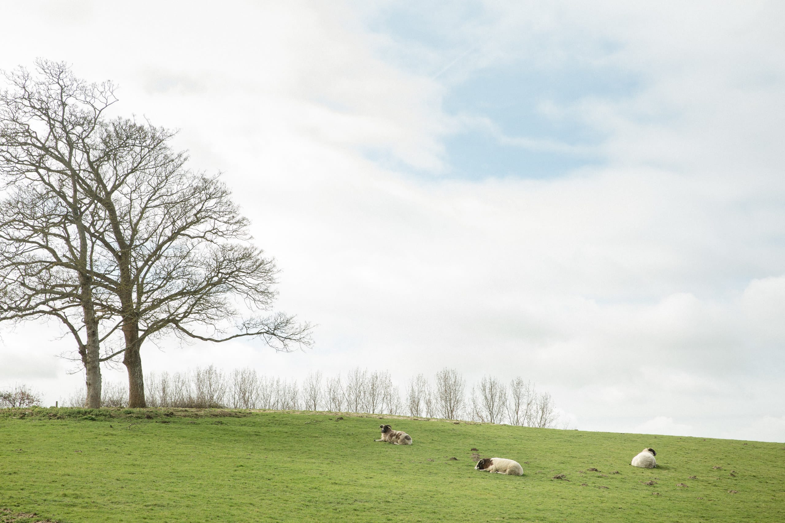 Photo of Albourne Estate, Exclusive Hire