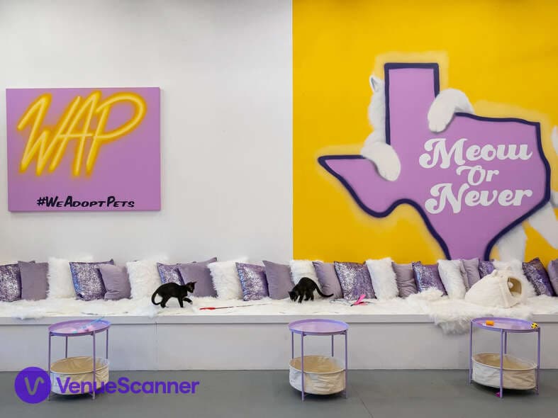 Purrfecto Cat Lounge photo #3