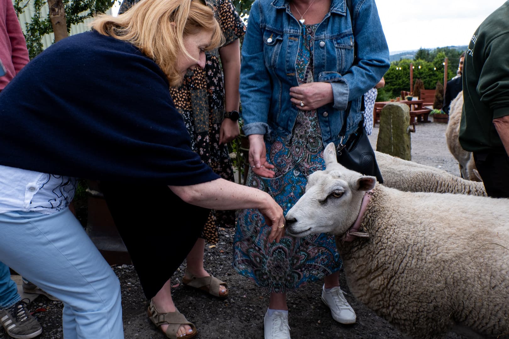 The Wheatsheaf Bar, The Wellbeing Farm photo #4