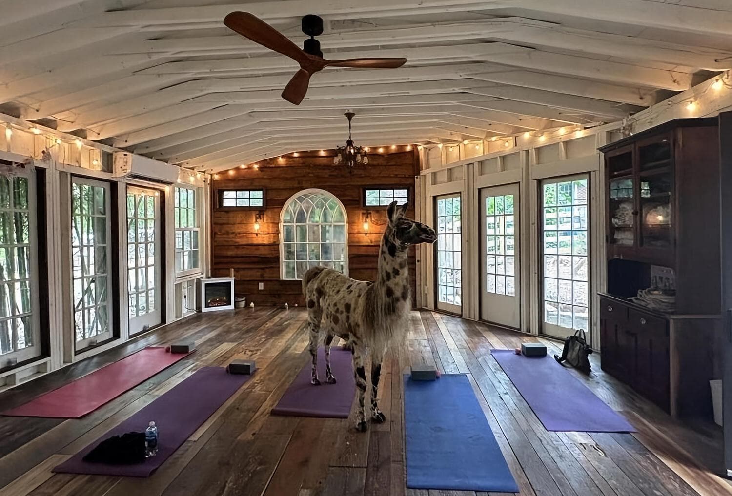 Alpaca Treehouse, Atlanta Alpaca Treehouse in the Bamboo Forest photo #1