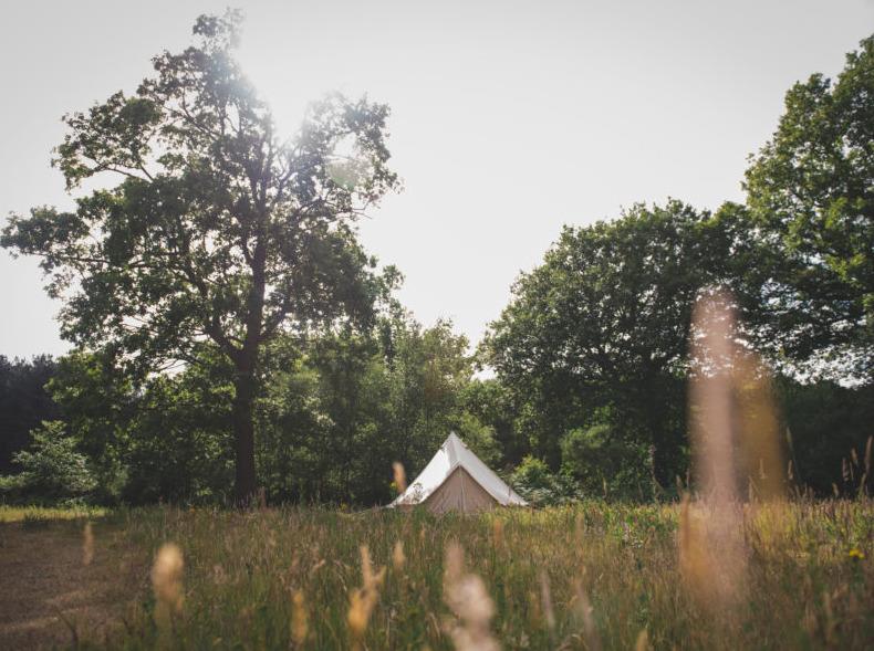 The Dreys, Meadow Bell Tent photo #2