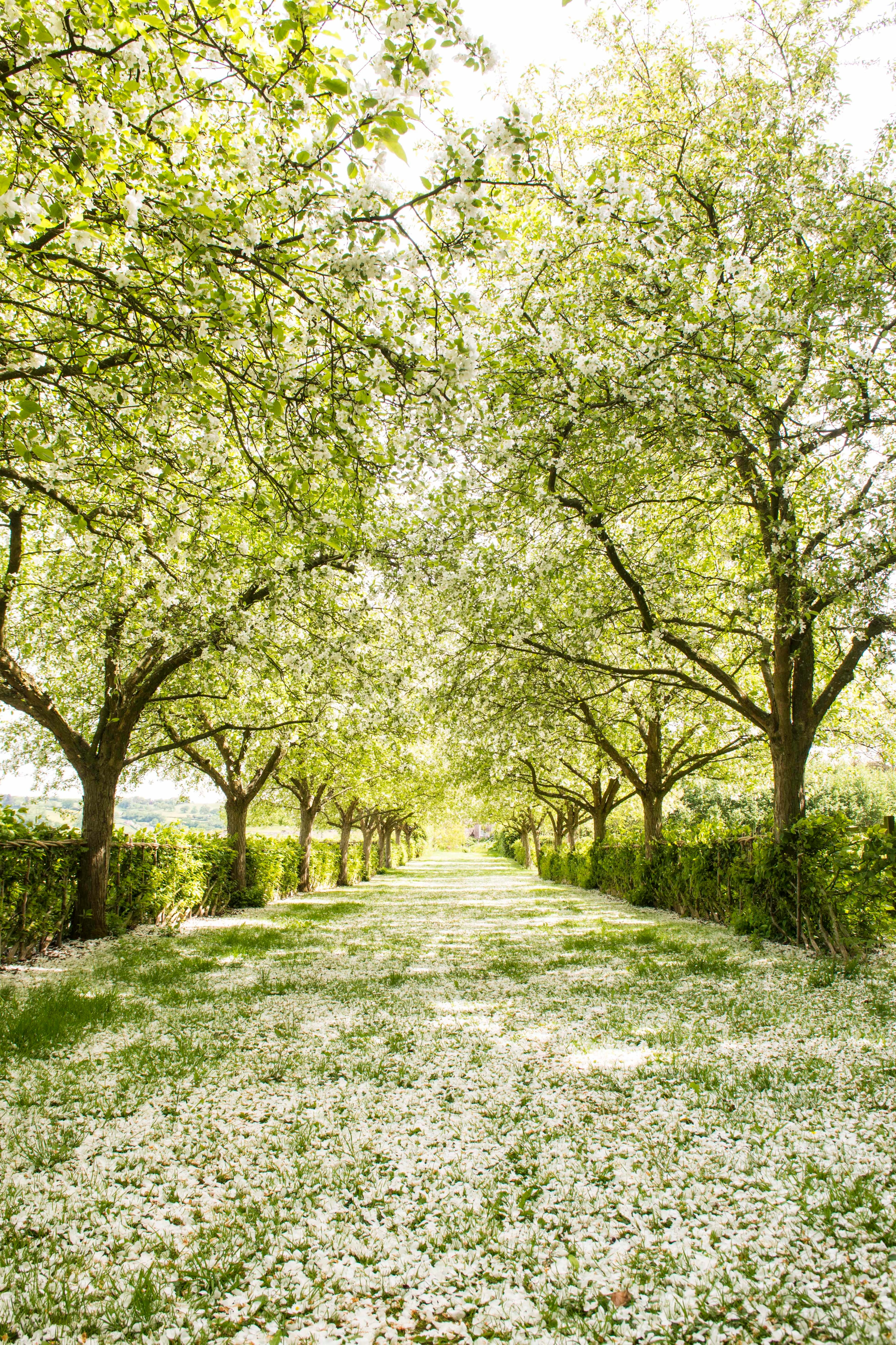 Photo of Yeo Valley, Garden Cafe