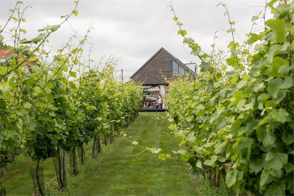 Photo of West Street Vineyard, Exclusive Hire