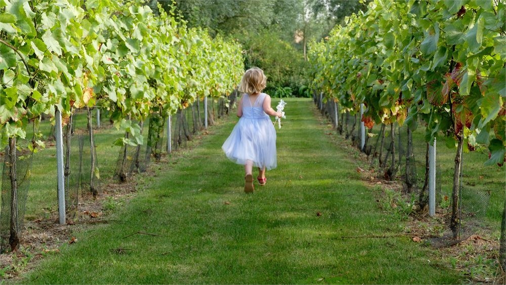 Photo of West Street Vineyard, Exclusive Hire