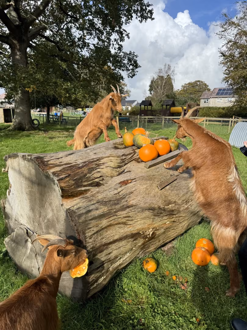 The Animal Park, Kingston Maurward photo #2